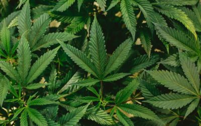 Legalization of Marijuana: Bill Huber Provides Insight