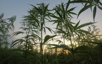Cannabis: A Maryland Legislative Update